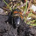 Margined Burying Beetle - photo 3