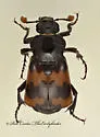 Margined Burying Beetle - photo 4