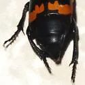 Margined Burying Beetle - photo 5