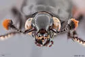 Nicrophorus mexicanus