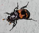 Nicrophorus mexicanus - photo 3
