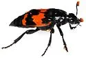 Nicrophorus mexicanus - photo 4