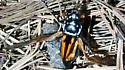 Nicrophorus mexicanus - photo 5