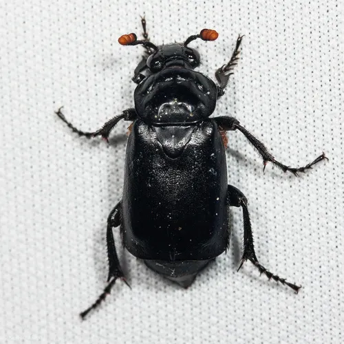 Black Burying Beetle