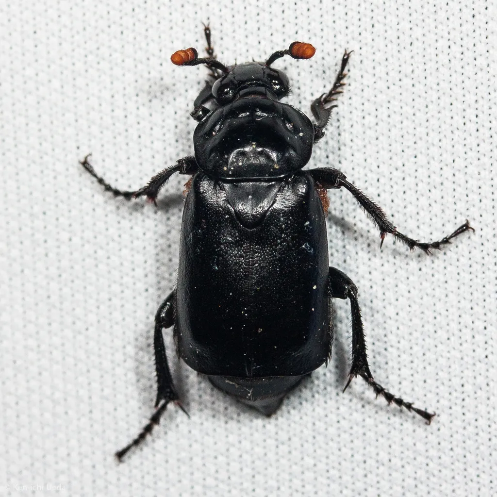 Black Burying Beetle - photo 2