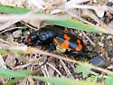 Nicrophorus obscurus