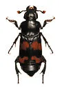 Nicrophorus obscurus - photo 2