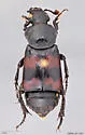 Nicrophorus obscurus - photo 3