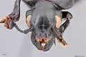 Nicrophorus obscurus - photo 5