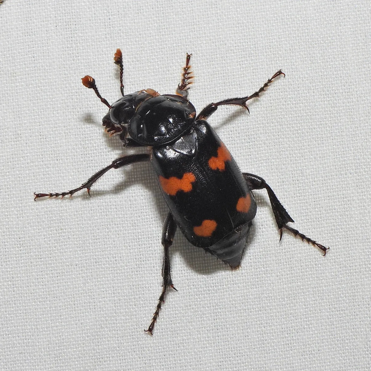 Roundneck Sexton Beetle - photo 2