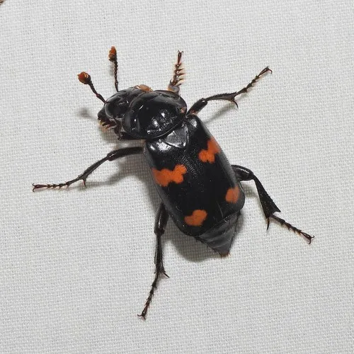 Roundneck Sexton Beetle - photo 3
