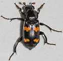 Nicrophorus sayi - photo 2