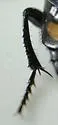 Nicrophorus sayi - photo 3
