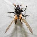 Nicrophorus sayi - photo 4