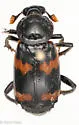 Nicrophorus sayi - photo 5