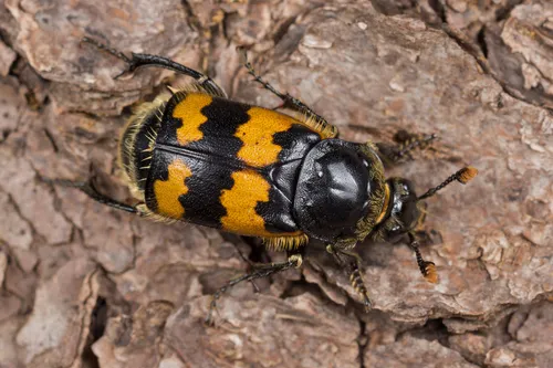 Nicrophorus vespillo