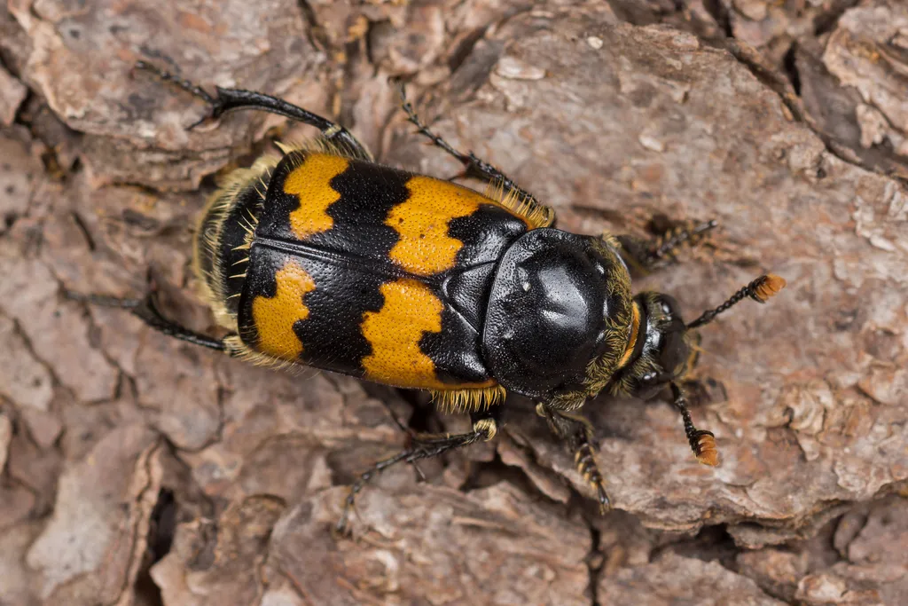Nicrophorus vespillo - photo 2