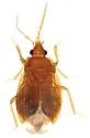 Nidicola engys