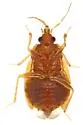 Nidicola engys - photo 3