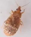 Nidicola jaegeri