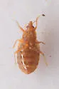 Nidicola jaegeri - photo 2