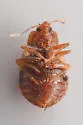 Nidicola jaegeri - photo 5