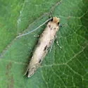 Niditinea orleansella - Hodges#0412