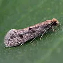 Niditinea orleansella - Hodges#0412 - photo 2