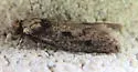 Niditinea orleansella - Hodges#0412 - photo 3
