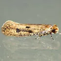 Niditinea orleansella - Hodges#0412 - photo 4