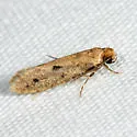 Niditinea orleansella - Hodges#0412 - photo 5
