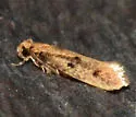 Niditinea sabroskyi - Hodges#0412.1