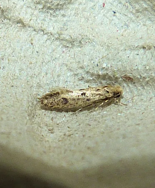 Niditinea striolella