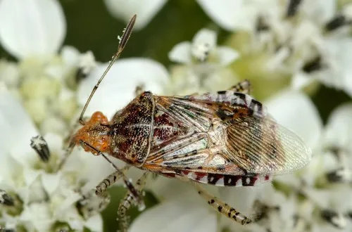 Niesthrea louisianica - photo 2
