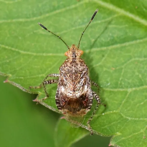 Niesthrea sidae - Niesthrea sidae