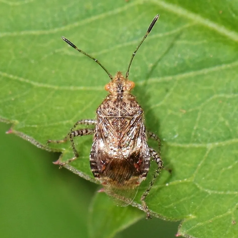 Niesthrea sidae - photo 2