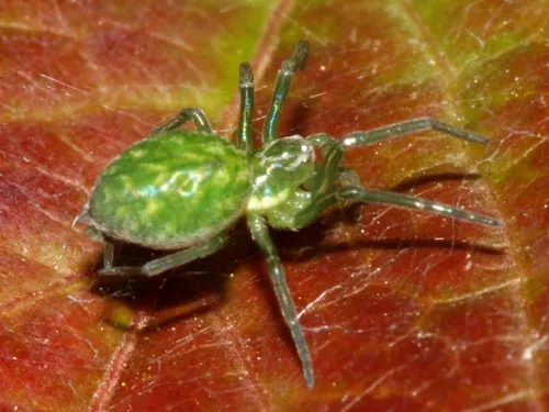 Nigma walckenaeri
