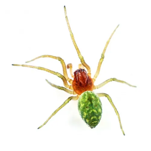 Nigma walckenaeri - photo 2