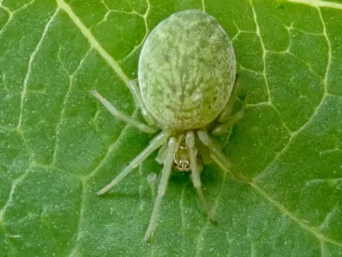 Nigma walckenaeri - photo 3