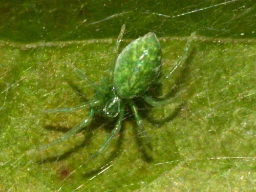 Nigma walckenaeri - photo 4