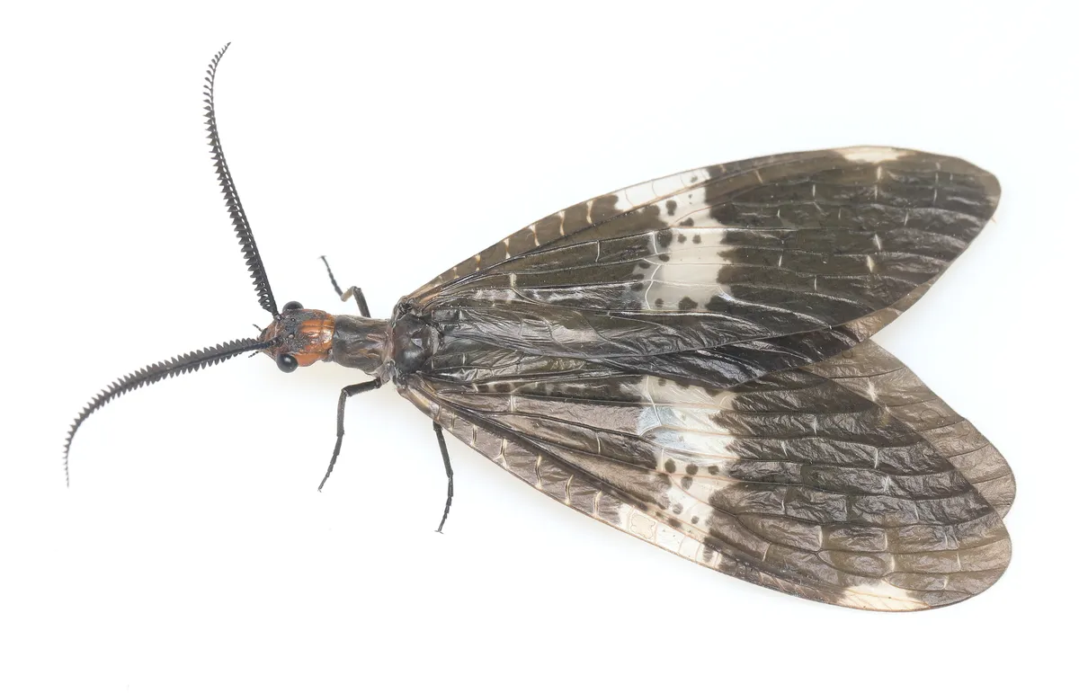 Banded Dark Fishfly - photo 2