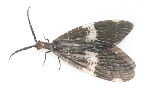 Banded Dark Fishfly - photo 3