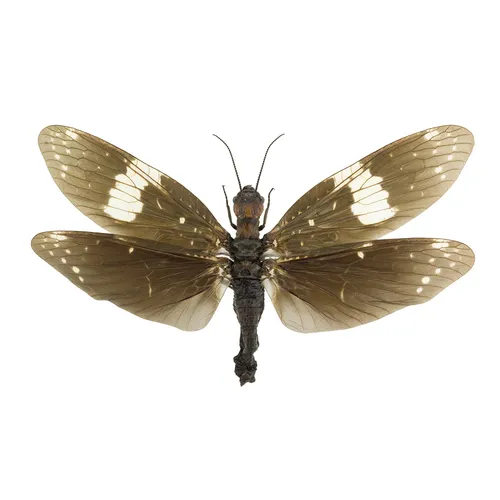 Saw-combed Fishfly - photo 2