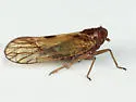 Nilaparvata gerhardi