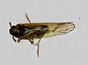 Nilaparvata wolcotti