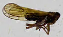 Nilaparvata wolcotti - photo 2
