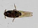 Nilaparvata wolcotti - photo 3