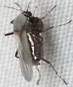 Nilobezzia mallochi
