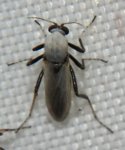 Nilobezzia schwarzii