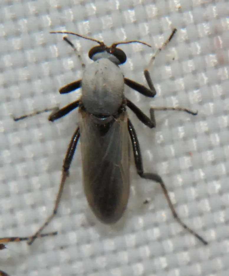 Nilobezzia schwarzii - photo 3
